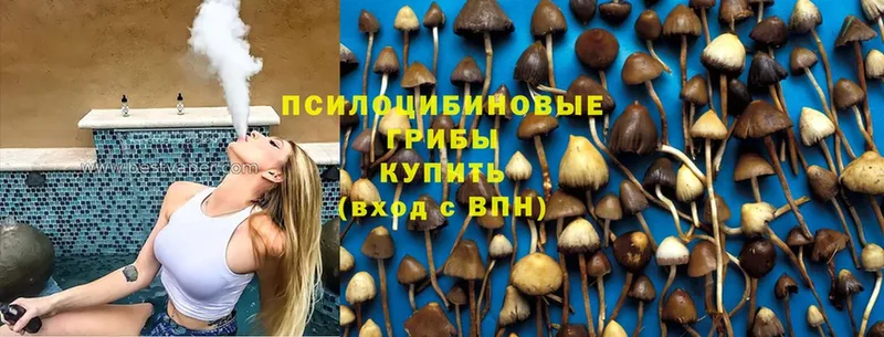 Галлюциногенные грибы Psilocybe  Балашов 